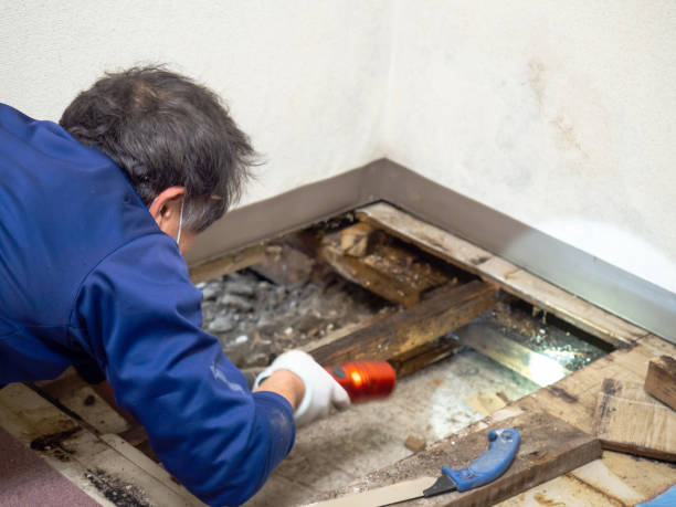 Office Mold Removal Services in Snellville, GA