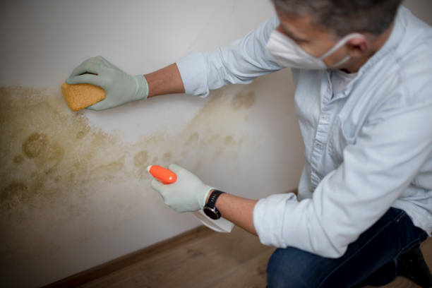 Best Attic Mold Removal  in Snellville, GA
