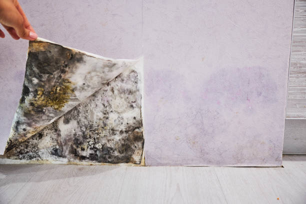 Best Residential Mold Removal  in Snellville, GA
